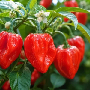 Red Habanero Pepper Live Plants - 2 Pack Hot Chili Seedlings 3-6 Inches Tall for Garden & Containers - Image 4