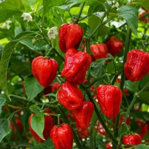 Red Habanero Pepper Live Plants - 2 Pack Hot Chili Seedlings 3-6 Inches Tall for Garden & Containers - Image 5