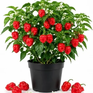 Red Habanero Pepper Live Plants - 2 Pack Hot Chili Seedlings 3-6 Inches Tall for Garden & Containers - Image 1