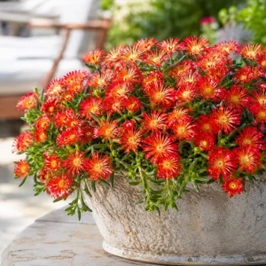 Red Ice Plant Live - Succulent Ground Cover, Bright Red Flowers, 3-6 Inch Tall, 4 Inch Pot - Image 3