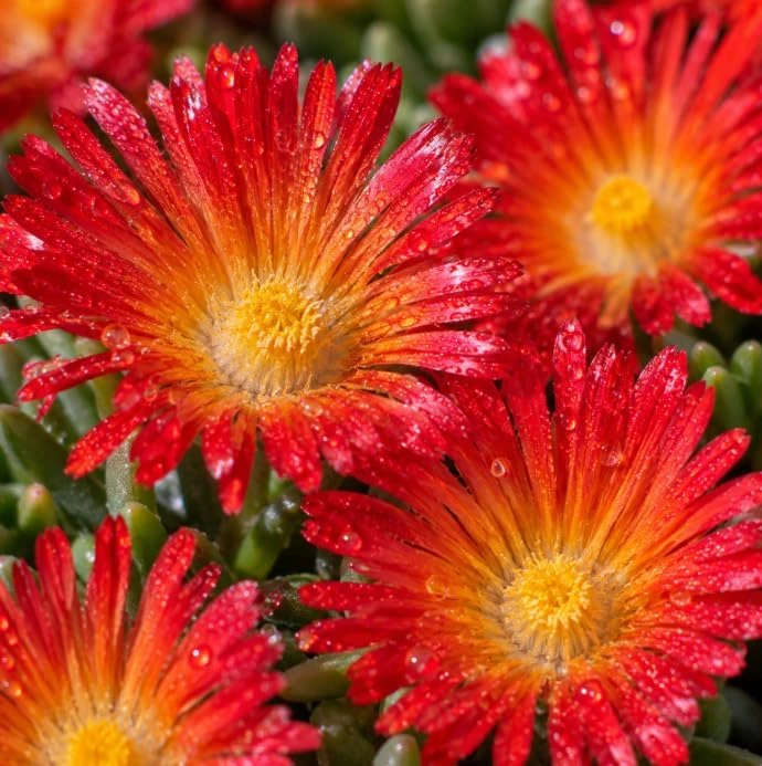 Red Ice Plant Live - Succulent Ground Cover, Bright Red Flowers, 3-6 Inch Tall, 4 Inch Pot - Image 5