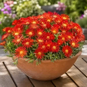 Red Ice Plants Live Succulent Ground Cover - 2 Pots, 3-6 Inch Tall, Bright Flowers - Image 2