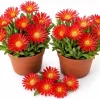 Red Ice Plants Live Succulent Ground Cover - 2 Pots, 3-6 Inch Tall, Bright Flowers - Image 1