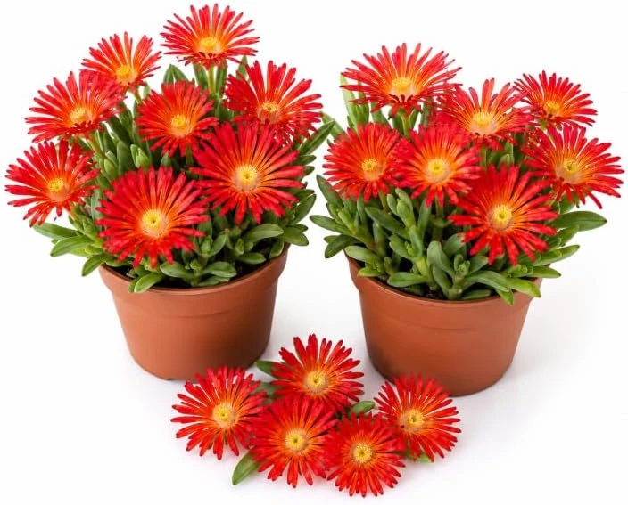 Red Ice Plants Live Succulent Ground Cover - 2 Pots, 3-6 Inch Tall, Bright Flowers - Image 1