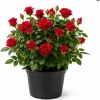 Red Mini Rose Live Plant – 4-6 Inches Tall, 4 Inch Pot – Miniature Flowering Bush for Patio & Garden - Image 1