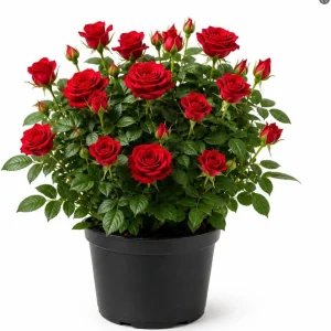 Red Mini Rose Live Plant – 4-6 Inches Tall, 4 Inch Pot – Miniature Flowering Bush for Patio & Garden - Image 1