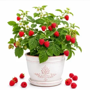 Red Raspberry Plant Live for Planting, Sweet Berries Raspberry Fruit Tree, Red Raspberry Bushes Live Plants, 2-5 inch Tall - Image 1
