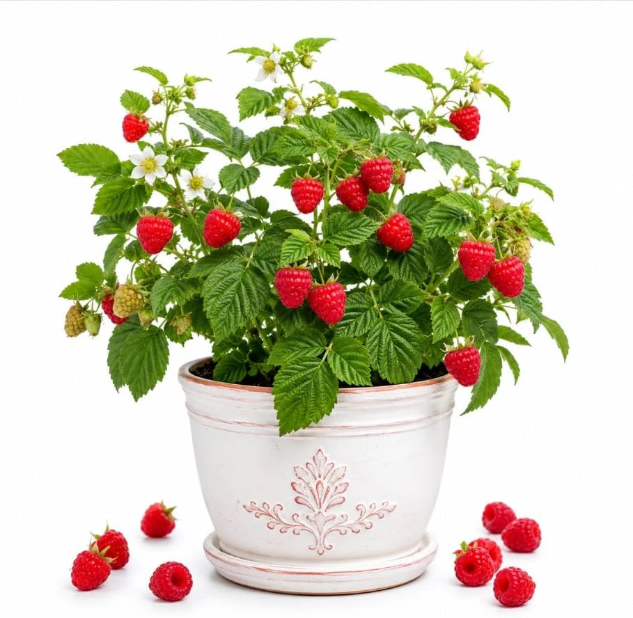 Red Raspberry Plant Live for Planting, Sweet Berries Raspberry Fruit Tree, Red Raspberry Bushes Live Plants, 2-5 inch Tall - Image 1