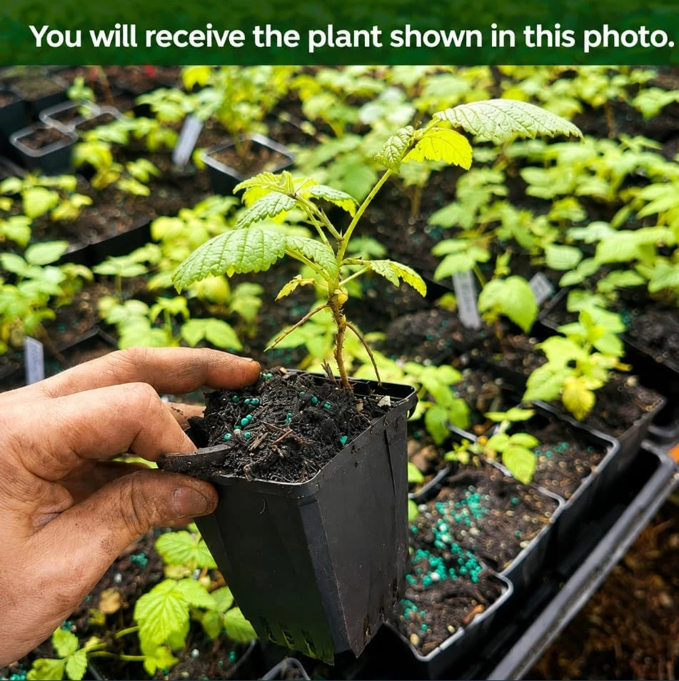 Red Raspberry Plant Live for Planting, Sweet Berries Raspberry Fruit Tree, Red Raspberry Bushes Live Plants, 2-5 inch Tall - Image 2