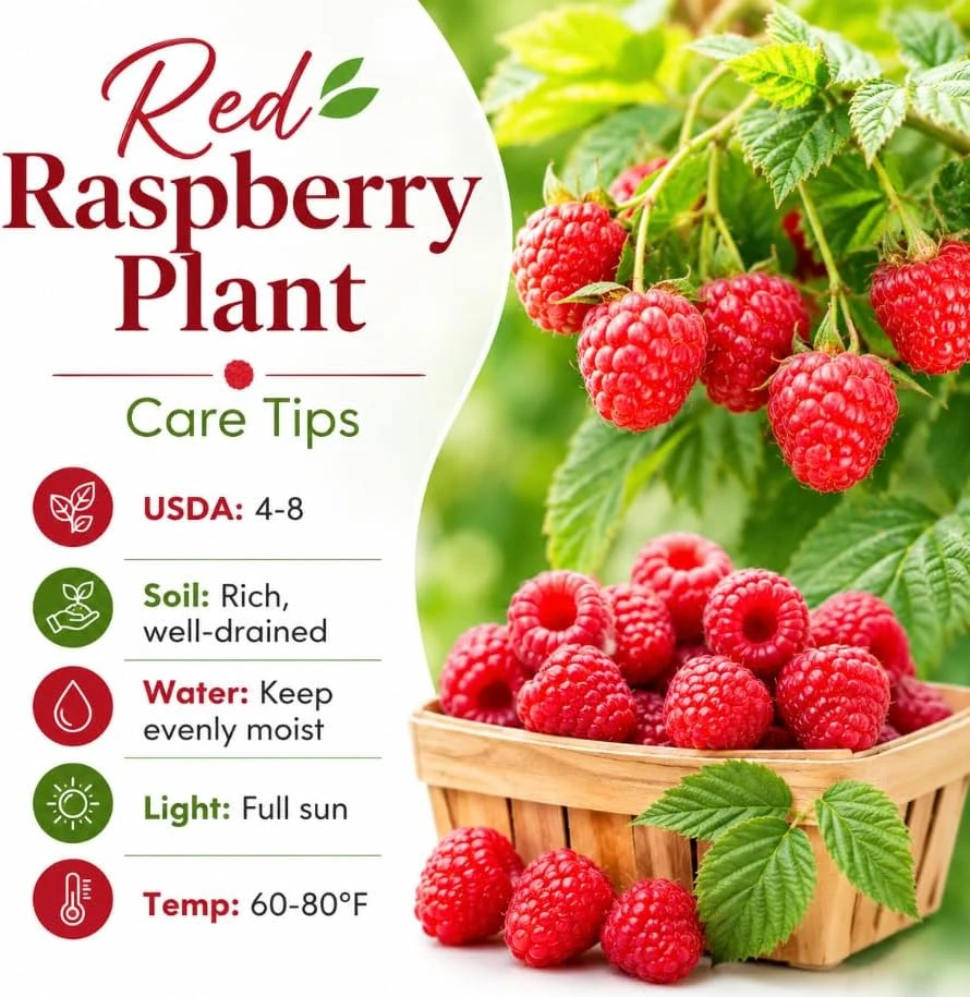 Red Raspberry Plant Live for Planting, Sweet Berries Raspberry Fruit Tree, Red Raspberry Bushes Live Plants, 2-5 inch Tall - Image 4
