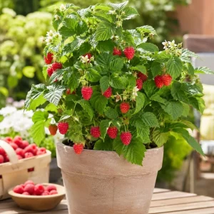 Red Raspberry Plant Live for Planting, Sweet Berries Raspberry Fruit Tree, Red Raspberry Bushes Live Plants, 2-5 inch Tall - Image 7