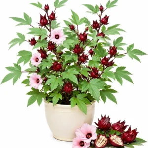 Red Roselle Live Plant - 2 Pack, 4 Inch Pot, 6-10 Inches Tall - Jamaican Hibiscus Outdoor - Image 1