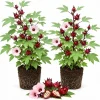 Red Roselle Live Plant Set – 2 Jamaican Hibiscus Plants – 4 Inch Pot – 6-10 Inches Tall - Image 1