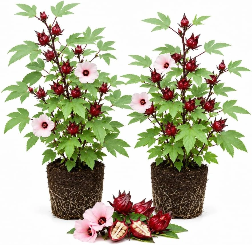 Red Roselle Live Plant Set – 2 Jamaican Hibiscus Plants – 4 Inch Pot – 6-10 Inches Tall - Image 1