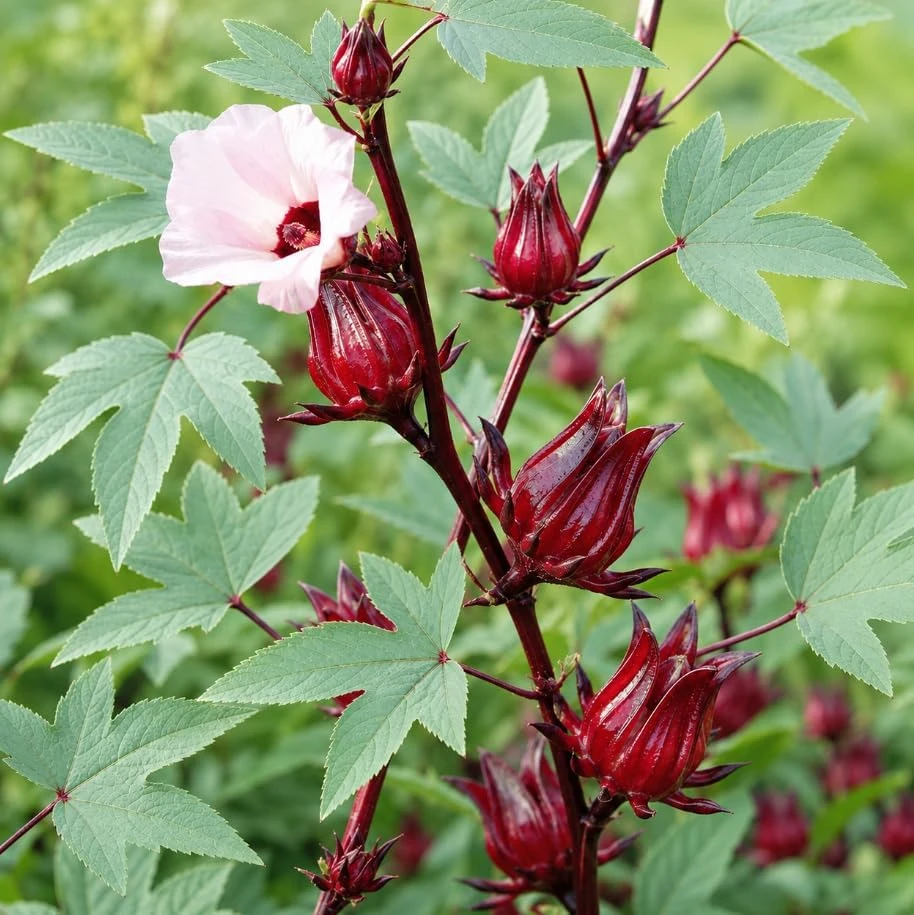 Red Roselle Live Plant Set – 2 Jamaican Hibiscus Plants – 4 Inch Pot – 6-10 Inches Tall - Image 2