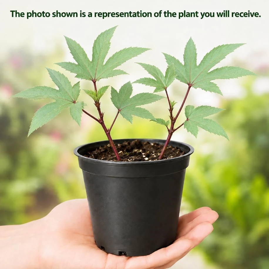Red Roselle Live Plant Set – 2 Jamaican Hibiscus Plants – 4 Inch Pot – 6-10 Inches Tall - Image 3