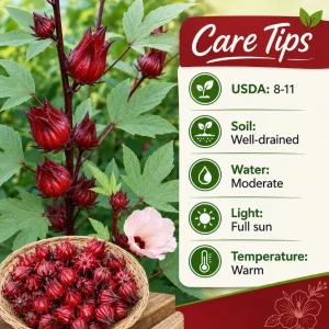 Red Roselle Live Plant Set – 2 Jamaican Hibiscus Plants – 4 Inch Pot – 6-10 Inches Tall - Image 5