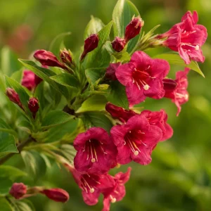 Red Weigela Live Plants - Set of 2, Blooming Shrub, 6-12 Inch Tall, Quart Pot, Outdoor - Image 8