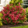 Red Weigela Live Plants - Set of 2, Blooming Shrub, 6-12 Inch Tall, Quart Pot, Outdoor - Image 1