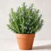Rosemary Live Plant 2-Pack, 4-6 Inch Tall – Fragrant Herb for Indoor & Outdoor Garden - Image 1