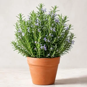 Rosemary Live Plant 2-Pack, 4-6 Inch Tall – Fragrant Herb for Indoor & Outdoor Garden - Image 1