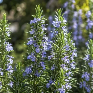 Rosemary Live Plant - 2 Plants per Pot, 4-6 Inch Tall, Fragrant Herb for Indoor/Outdoor - Image 2