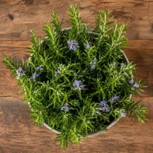 Rosemary Live Plant - 2 Plants per Pot, 4-6 Inch Tall, Fragrant Herb for Indoor/Outdoor - Image 6