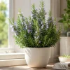 Rosemary Live Plant - 2 Plants per Pot, 4-6 Inch Tall, Fragrant Herb for Indoor/Outdoor - Image 1