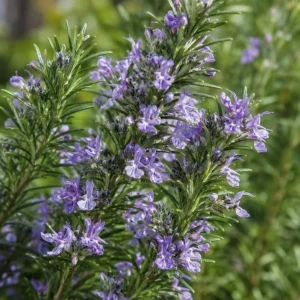 Rosemary Live Plant - 2 Plants per Pot, 4-6 Inch Tall, Fragrant Herb for Indoor/Outdoor - Image 7