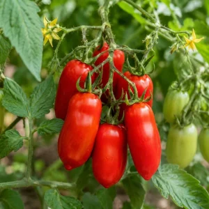 San Marzano Tomato Live Plant - 4-6 Inch Starter Seedling, 4 Inch Pot, Outdoor - Image 2