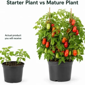 San Marzano Tomato Live Plant - 4-6 Inch Starter Seedling, 4 Inch Pot, Outdoor - Image 3