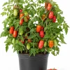 San Marzano Tomato Live Plant - 4-6 Inch Starter Seedling, 4 Inch Pot, Outdoor - Image 1