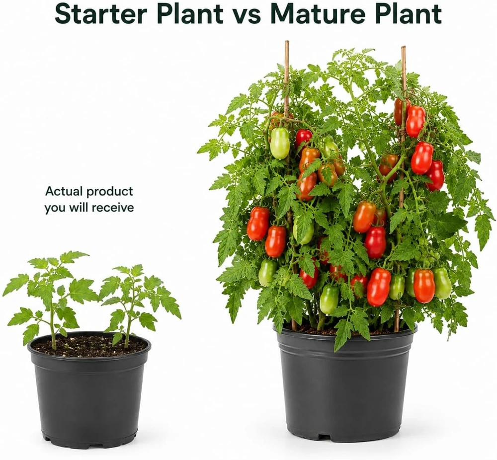 San Marzano Tomato Starter Plant - Live Vegetable Seedling, 4-6 Inches Tall, 4 Inch Pot, Outdoor - Image 3
