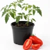 San Marzano Tomato Starter Plant - Live Vegetable Seedling, 4-6 Inches Tall, 4 Inch Pot, Outdoor - Image 1