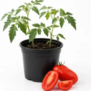 San Marzano Tomato Starter Plant - Live Vegetable Seedling, 4-6 Inches Tall, 4 Inch Pot, Outdoor - Image 1