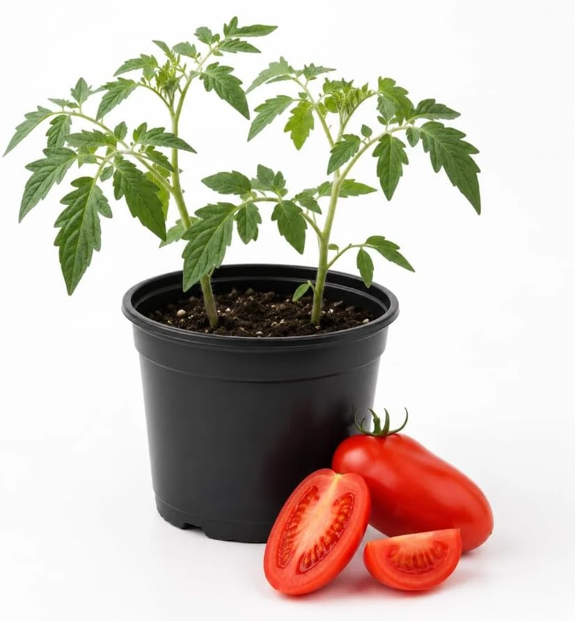San Marzano Tomato Starter Plant - Live Vegetable Seedling, 4-6 Inches Tall, 4 Inch Pot, Outdoor - Image 1