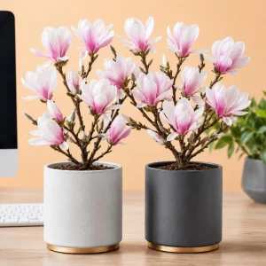 Saucer Magnolia Live Plant – Fragrant Bush Flowers – 5-10 Inch Tall – 2.5 Inch Pot – Outdoor Shrub - Image 4