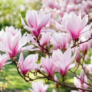 Saucer Magnolia Live Plant Set - 2 Fragrant 5-10" Tall Plants in 2.5" Pots - Image 4