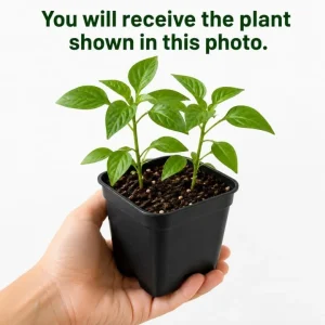 Serrano Pepper Plants Live - 2 Pots, 4-6 Inch Tall Green Red Chili Seedlings - Image 4