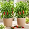 Serrano Pepper Plants Live - 2 Pots, 4-6 Inch Tall Green Red Chili Seedlings - Image 1