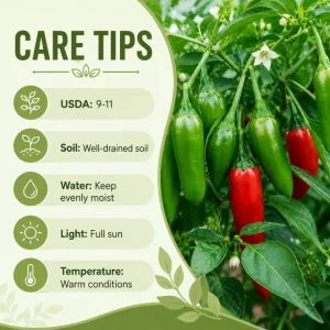 Serrano Pepper Plants Live, 4-6 Inch Tall, Green Red Chili Seedlings, 2-Pack - Image 5