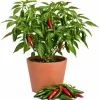 Serrano Pepper Plants Live, 4-6 Inch Tall, Green Red Chili Seedlings, 2-Pack - Image 1