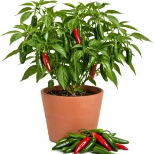 Serrano Pepper Plants Live, 4-6 Inch Tall, Green Red Chili Seedlings, 2-Pack - Image 1
