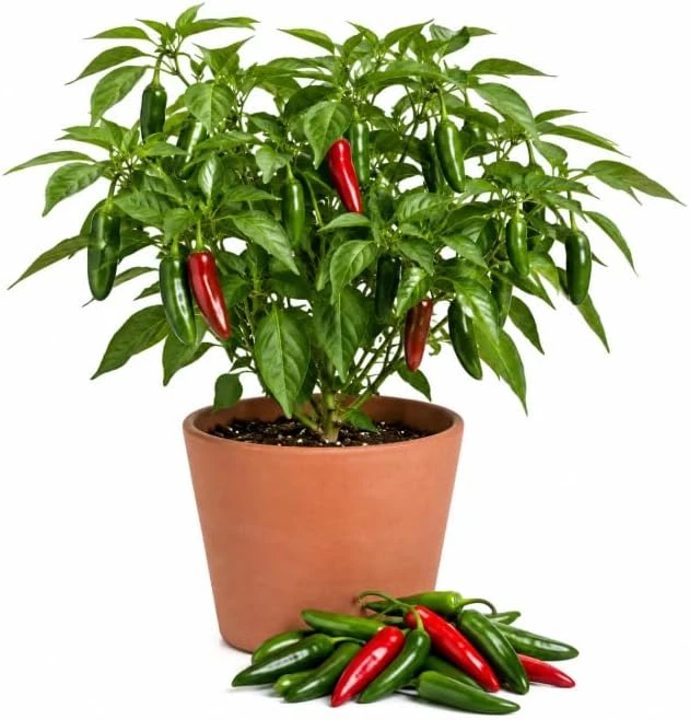 Serrano Pepper Plants Live, 4-6 Inch Tall, Green Red Chili Seedlings, 2-Pack - Image 1