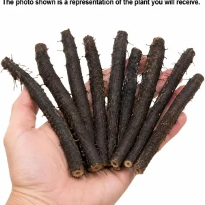 Set of 10 Bocking 14 Comfrey Root Cuttings - Live Herb Starter Roots, Cold Hardy Zones 3-9 - Image 3