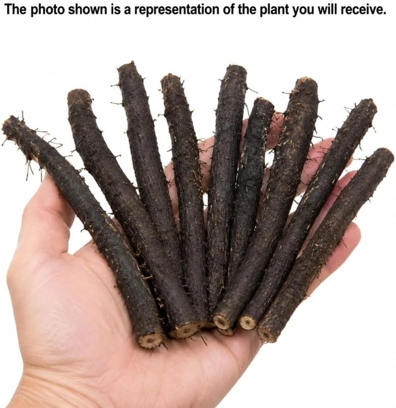 Set of 10 Bocking 14 Comfrey Root Cuttings - Live Herb Starter Roots, Cold Hardy Zones 3-9 - Image 3