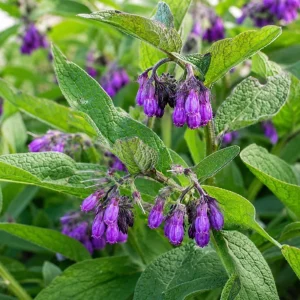 Set of 10 Bocking 14 Comfrey Root Cuttings - Live Herb Starter Roots, Cold Hardy Zones 3-9 - Image 4
