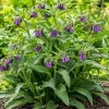 Set of 10 Bocking 14 Comfrey Root Cuttings - Live Herb Starter Roots, Cold Hardy Zones 3-9 - Image 1