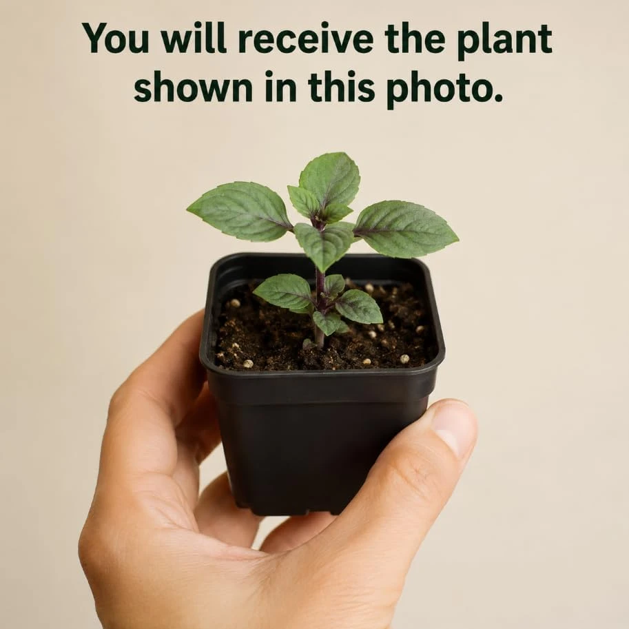 Set of 2 African Blue Basil Live Plants – Herb Plant for Garden, 2-4 Inch Tall - Image 2