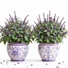 Set of 2 African Blue Basil Live Plants – Herb Plant for Garden, 2-4 Inch Tall - Image 1
